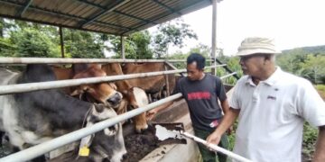 MOHAMAD Saad (kanan) memberi makan lembu korban dalam jagaannya di Kampung Seri Kenangan, Setiu, Terengganu. – UTUSAN/WAN ZURATIKAH IFFAH WAN ZULKIFLI