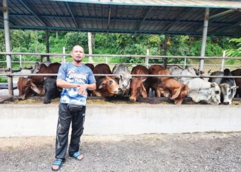 MUHAMMAD Khairul Hafizi Hamzah bersama lembu yang diternaknya di Sungai Rusa, Balik Pulau, Pulau Pinang.