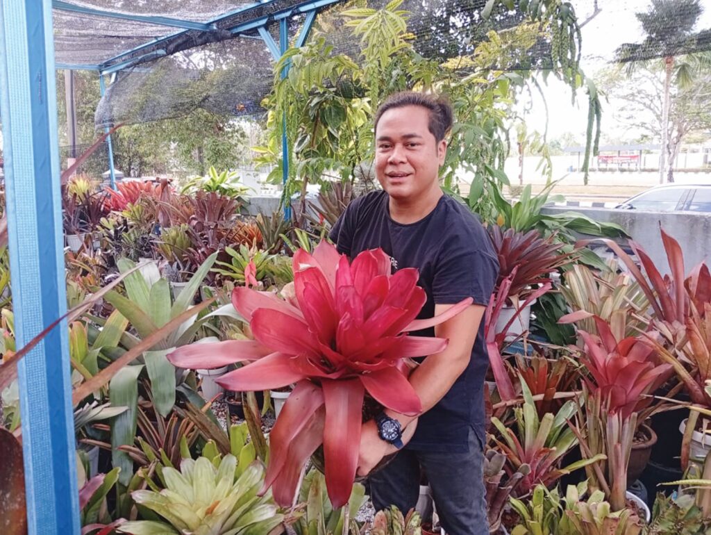 Berhabis demi minat tanam bromeliad
