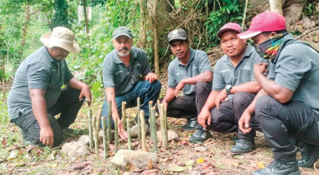 Perak pulihkan cendawan susu rimau yang hampir pupus