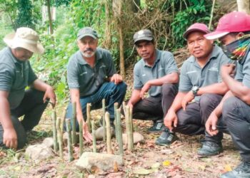 DR. MUHAMMAD Hakim Abdullah (dua dari kiri) menunjukkan cendawan susu rimau yang ditanam pada tahun 2024 dan kini menjadi induk utama projek Myco-Restoration Cendawan Susu Rimau di Hutan Simpan Piah, Lenggong. – UTUSAN/WAT KAMAL ABAS