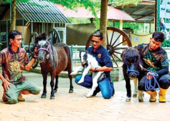 MOHD. Azraf Zakaria (tengah) membelai anak kuda mini baka Falabella yang baru dilahirkan di Zoo Rimba Razia, Hulu Terengganu, Terengganu. – UTUSAN/PUQTRA HAIRRY