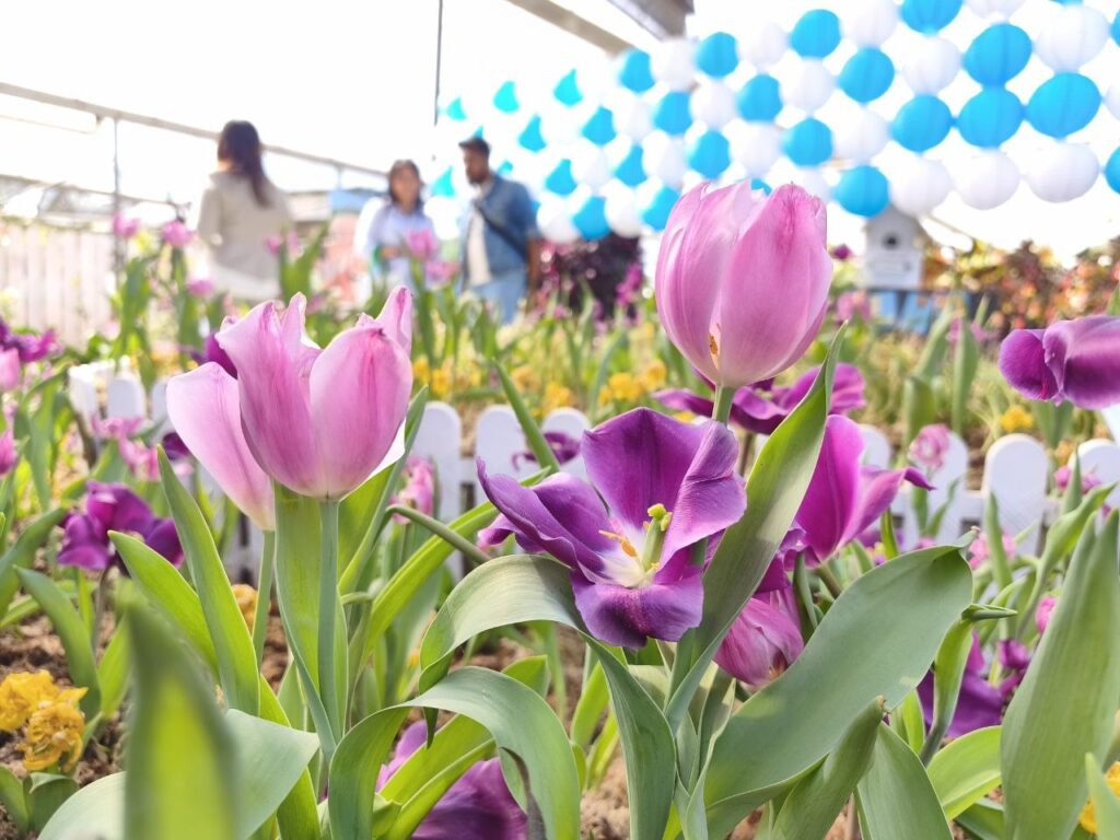Nikmati tulip mekar di Cameron Highlands