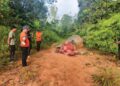 Bangkai gajah Pygmy Borneo yang ditemukan dengan bahagian muka dan mulut dipotong dalam bentuk huruf ‘L’ menggunakan objek tajam, manakala gadingnya dipercayai dipotong dan dibawa keluar.