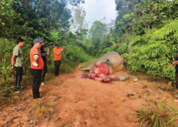 Bangkai gajah Pygmy Borneo yang ditemukan dengan bahagian muka dan mulut dipotong dalam bentuk huruf ‘L’ menggunakan objek tajam, manakala gadingnya dipercayai dipotong dan dibawa keluar.