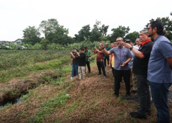 Diesel pesawah