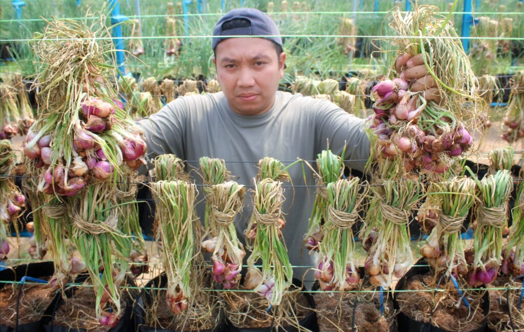 Pengusaha cili cabar diri tanam bawang