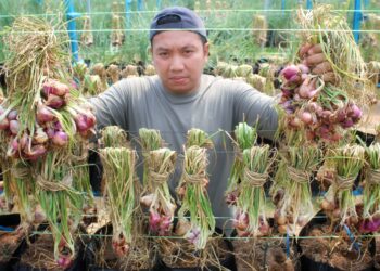 MUHAMMAD Nazirullah Muhammad Nazlan menunjukkan hasil tanaman bawang yang diusahakan di ladangnya di Ulu Pilah, Kuala Pilah, Negeri Sembilan. – UTUSAN/MOHD. SHAHJEHAN MAAMIN