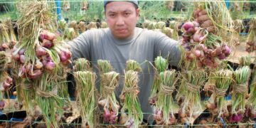 MUHAMMAD Nazirullah Muhammad Nazlan menunjukkan hasil tanaman bawang yang diusahakan di ladangnya di Ulu Pilah, Kuala Pilah, Negeri Sembilan. – UTUSAN/MOHD. SHAHJEHAN MAAMIN