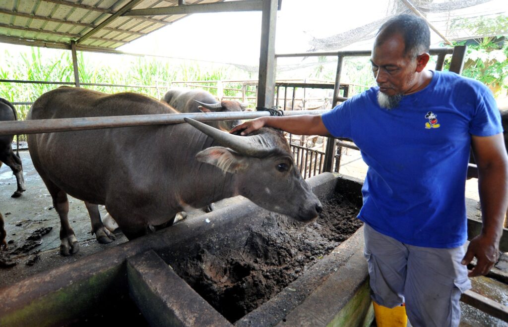 Kerbau jadi pilihan buat korban