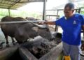 ROSDI Suleiman sentiasa memastikan kerbau yang akan dibuat korban sempena Aidiladha ini dijaga dengan baik di ladangnya di Felda Sungai Tiram, Johor Bahru. UTUSAN/RAJA JAAFAR ALI