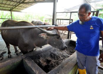 ROSDI Suleiman sentiasa memastikan kerbau yang akan dibuat korban sempena Aidiladha ini dijaga dengan baik di ladangnya di Felda Sungai Tiram, Johor Bahru. UTUSAN/RAJA JAAFAR ALI