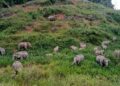 KAWANAN gajah merayau mencari makanan di pinggir Jalan Kuala Tahan ke Mat Daling berdekatan Bukit Awan, Ulu Tembeling di Jerantut, Pahang.