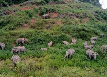 KAWANAN gajah merayau mencari makanan di pinggir Jalan Kuala Tahan ke Mat Daling berdekatan Bukit Awan, Ulu Tembeling di Jerantut, Pahang.