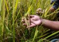ISU berkaitan padi dan pesawah mencerminkan struktur industri yang tidak seimbang.
