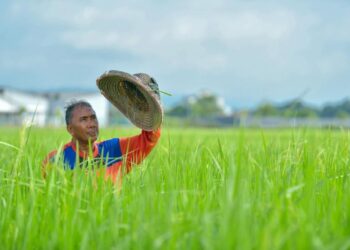 PESAWAH dibimbangi tidak lagi berminat atau berputusa asa untuk mengusahakan tanaman padi selepas dihimpit pelbagai tekanan serta terpaksa berdepan kenaikan berterusan kos tanaman.