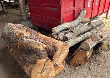 SEBAHAGIAN daripada kayu balak yang dirampas dalam serbuan di sebuah kilang memproses kayu balak tanpa kelulusan dalam daerah Seberang Perai Utara (SPU) di Pulau Pinang.-GAMBAR/PGA