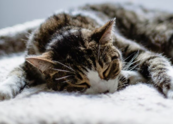 kucing yang murung tidak aktif dan suka menyendiri.