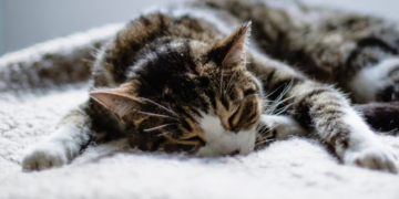 kucing yang murung tidak aktif dan suka menyendiri.