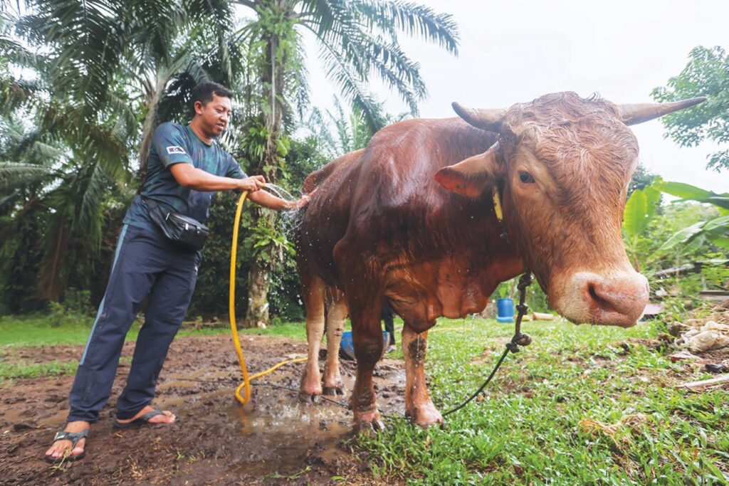 Jualan lembu korban Aidiladha perlahan berbanding tahun lalu