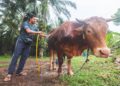 MOHD. Sharif Ismail menguruskan lembu ternakannya di Kampung Parit Che Ha, Manir, Kuala Terengganu. – UTUSAN/PUQTRA HAIRRY