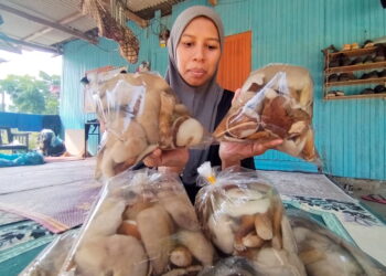 NUR Saniah Ismail menunjukkan kulat gelam yang siap diproses dan dibungkus untuk dijual di Kampung Bukit Kemudu, Setiu, Terengganu. – UTUSAN/WAN ZURATIKAH IFFAH WAN ZULKIFL