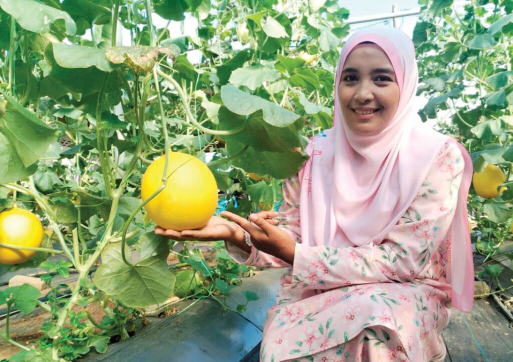 Melon Manis Terengganu menjadi musim panas, hasil naik 30%