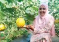SITI Noor Maniza Mohd.Sabri menunjukkan buah Melon Manis Terengganu (MMT) gred premium terdapat di kebunnya di Kampung Alor Lintang, Besut, Terengganu. – UTUSAN / WAN ZURATIKAH IFFAH WAN ZULKIFLI