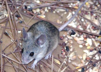 KES hantavirus dikaitkan dengan najis tikus. - AFP