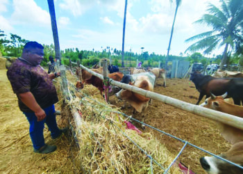 CHE Mohd. Faizol Che Abdullah memeriksa keadaan lembu ternakannya di Kampung Sungai Pinang, Tumpat, Kelantan. - UTUSAN/YATIMIN ABDULLAH