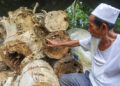 WAN Rosdi Wan Abdul Aziz, 70, (kiri) menunjukkan teras kayu gaharu berwarna kehitaman yang akan diproses menjadi minyak gaharu sewaktu ditemui di rumahnya di Kampung Merchang. -UTUSAN/PUQTRA HAIRRY PEMBERITA/ERMA YUSNIDA JUSOH