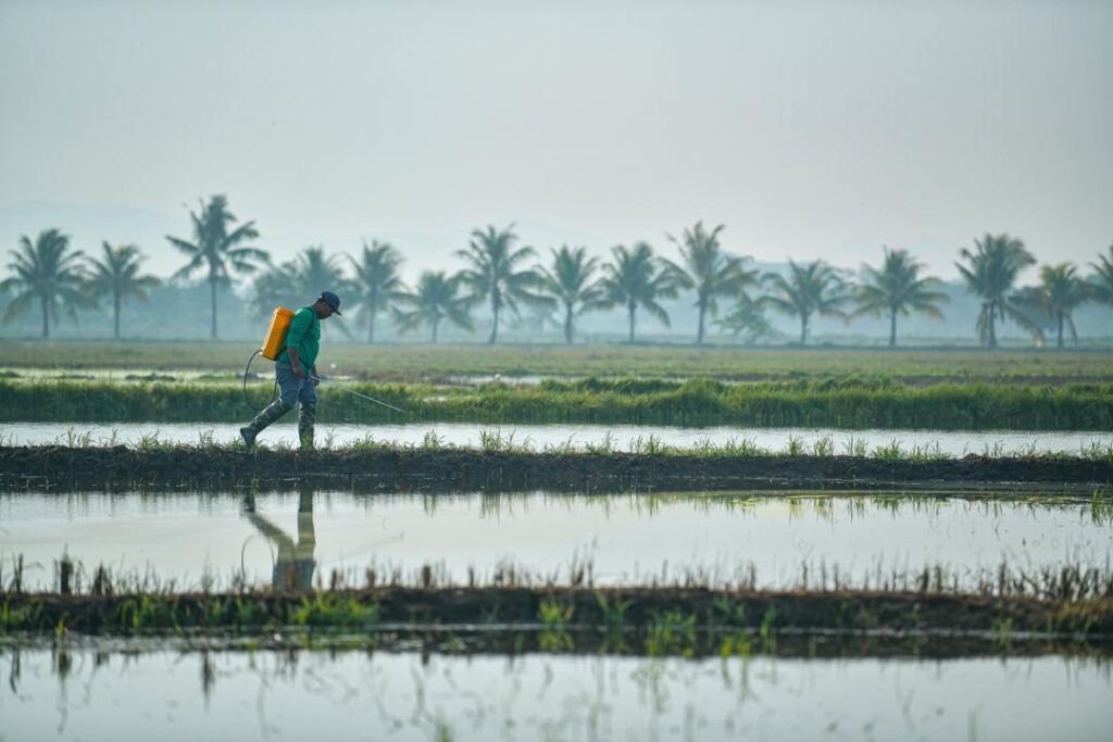 Pesawah Malaysia nikmati harga belian padi antara tertinggi di Asia Tenggara
