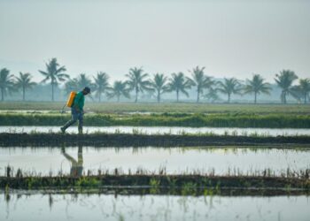 SEORANG pesawah meninjau kawasan sawah padi yang mula digenangi air selepas hujan lebat sejak kebelakangan ini di Kampung Jejawi, Arau, Perlis, semalam. –  UTUSAN/IZLIZAN OTHMAN