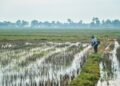 SEORANG pesawah sedang memotong rumput di batas bendang yang diusahakannya ketika tinjauan
di Kangar, Perlis. Isu pendapatan dan kos penanaman merupakan masalah yang terus membelenggu pesawah
di negara ini.