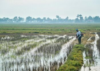 SEORANG pesawah sedang memotong rumput di batas bendang yang diusahakannya ketika tinjauan
di Kangar, Perlis. Isu pendapatan dan kos penanaman merupakan masalah yang terus membelenggu pesawah
di negara ini.