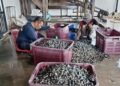 INDUSTRI penternakan kerang turut terjejas susulan pencemaran yang dilaporkan semakin berleluasa di Sungai Juru, Pulau Pinang ketika ini.