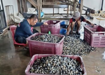 INDUSTRI penternakan kerang turut terjejas susulan pencemaran yang dilaporkan semakin berleluasa di Sungai Juru, Pulau Pinang ketika ini.
