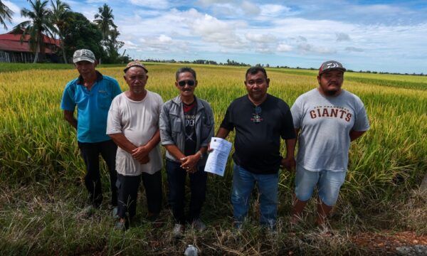 Diesel sawah padi