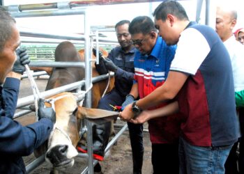 Ab. Rauf Yusoh dibantu Dr. Muhamad Akmal Saleh memasang tagging pada seekor lembu selepas majlis Pelancaran QR Tagging Haiwan Ternakan Negeri Melaka di Pejabat Pembangunan Pertanian Melaka, Jalan Lembah Kesang, Seri Mendapat, Merlimau hari ini. UTUSAN/AMRAN MULUP