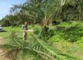 HASSAN Saleh menunjukkan pokok kelapa sawit yang dirosakkan gajah di Rancangan Kemajuan Tanah (RKT) Kesedar Chalil, Gua Musang, Kelantan.