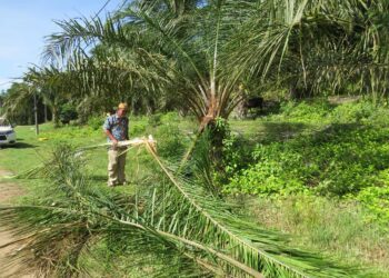 HASSAN Saleh menunjukkan pokok kelapa sawit yang dirosakkan gajah di Rancangan Kemajuan Tanah (RKT) Kesedar Chalil, Gua Musang, Kelantan.