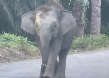 TULAR dilaman sosial memaparkan seekor gajah Pygmy Borneo mengalami kecederaan di bahagian belalai dan usaha mengesannya sedang dijalankan.