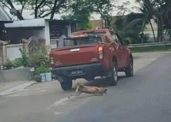 TANGKAP layar video tular dipercayai pekerja kepada kontraktor dilantik MBJB melanggar seekor anjing liar di kawasan Puteri Wangsa, Johor Bahru.