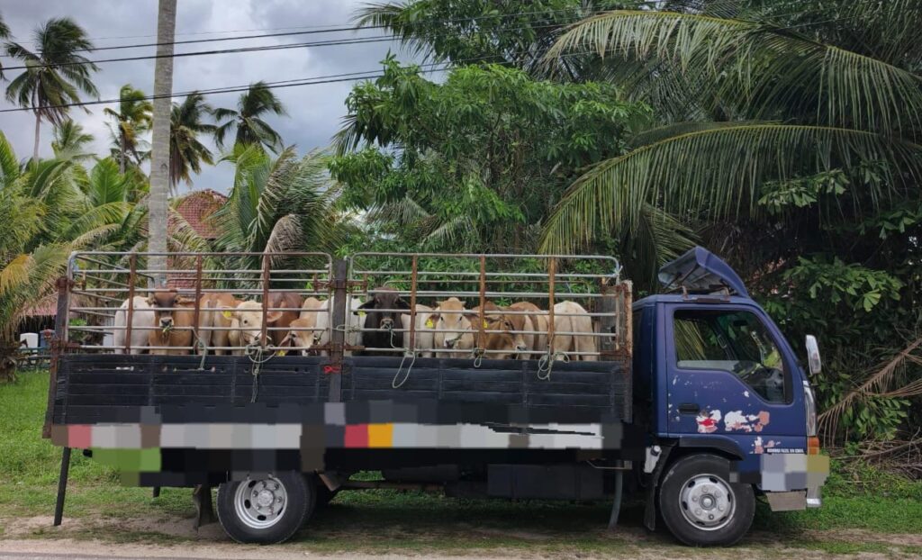 PGA patahkan penghantaran lembu korban tanpa permit sah
