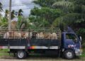 LEMBU seludup yang berjaya dirampas PGA selepas menahan sebuah lori dan pemandu di Jalan Banggol Ara, Pasir Mas, Kelantan semalam.
