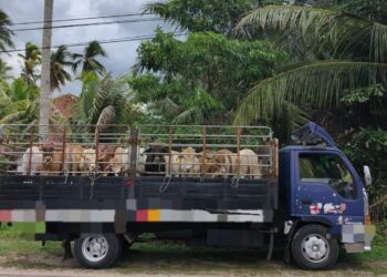 LEMBU seludup yang berjaya dirampas PGA selepas menahan sebuah lori dan pemandu di Jalan Banggol Ara, Pasir Mas, Kelantan semalam.