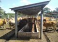 BEKALAN lembu tempatan mencukupi untuk ibadah korban sempena Hari Raya Aidiladha di Jerantut, Pahang.