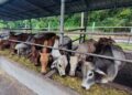 PERMINTAAN ternakan bagi tujuan ibadah korban di Pulau Pinang pada tahun ini meningkat ketara apabila sebanyak 6,107 ekor ternakan direkodkan berbanding 4,220 ekor pada tahun sebelumnya. - GAMBAR HIASAN