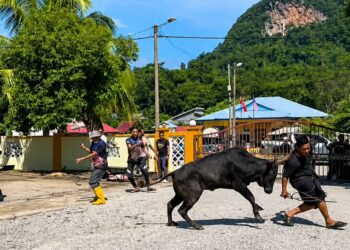 TANGKAP layar video seorang lelaki dirempuh seekor lembu dalam kejadian di Taman Kesedar Putra 1, Gua Musang, Kelantan hari ini.