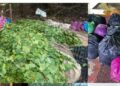 SEBAHAGIAN daun ketum yang dirampas dalam serbuan di sekitar Badang, Kota Bharu, Kelantan kelmarin.